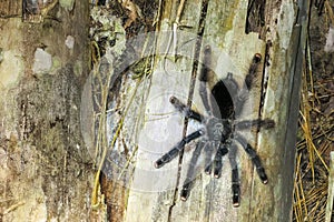 Furry tarantula alfresco walking along the tree trunk