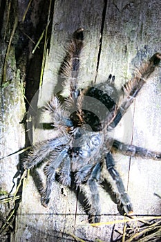 Furry tarantula alfresco walking along the tree trunk