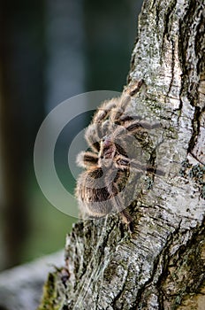 Furry tarantula alfresco walking along the tree trunk.