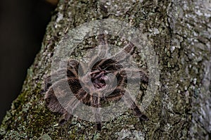 Furry tarantula alfresco walking along the tree trunk.