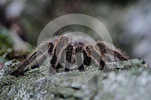 Furry tarantula alfresco walking along the tree trunk.