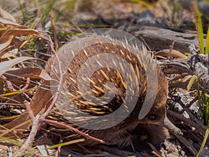 Furry Tasmanian short-beaked echidna