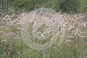 Furry tops of the mature bushgrass. shallow depth of field