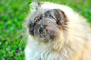 Furry white cat with blue eyes in a green background photo