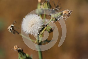 Furry white dandelion flower seed head on green stem and brown