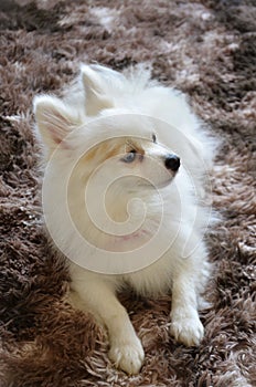 A furry white German Spitz with blue eyes lying on the brown rug photo