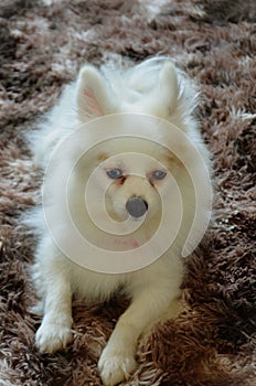 A furry white German Spitz with blue eyes pensive on the brown carpet photo