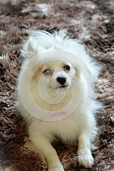 A furry white German Spitz resting on the rug photo