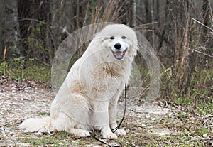 Furry white Great Pyrenees dog outside on leash