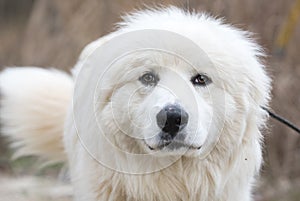 Furry white Great Pyrenees farm dog wagging tail