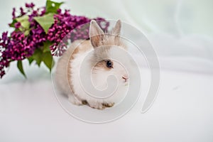 Furry white rabbit with a red spot. Bouquet of lilac in the background