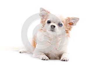 Furry white with red Chihuahua dog