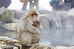 Furry Wild Snow Monkey Squeezing Baby