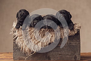 Furry wooden box filled with four little labrador retriever dogs