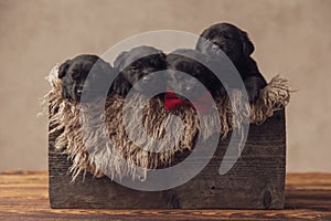 Furry wooden box holding inside 4 little labrador retriever brothers