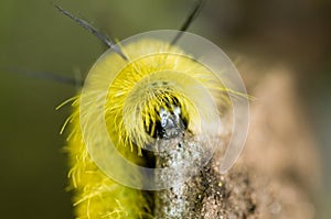 Furry yellow caterpillar face