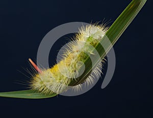 Furry yellow caterpillar on grass blade