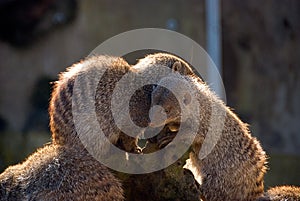 Furry young animals hugging