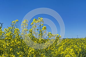 Furthermore, it has been possible to demonstrate that there is a genetic predisposition to poisoning with denatured rapeseed oil