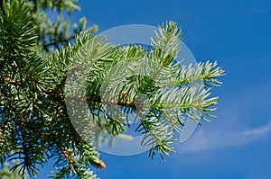 Furtree against blue sky