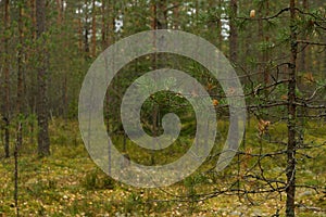 Furtree branch  in the forest