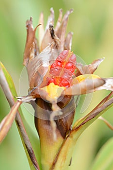 Furuits of the white ginger lily