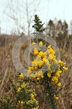 Furze or Gorse