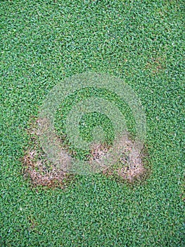 Fusarium