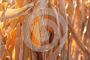 Fusarium corn ear rot damage. most common maize disease