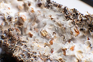 Fusarium euwallaceae. Psilocybe cubensis Mushroom cultivation. Macro. Psilocybe cubensis Macro mycelium on wheat. Macro mycelium