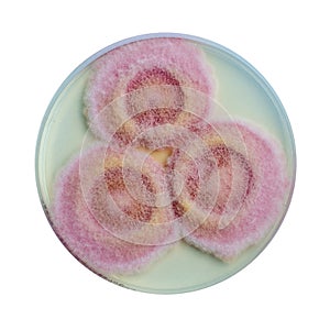 Fusarium fungi colonies on potato dextrose agar, photograph showing cottony texture and pigmentation. Causes keratitis photo