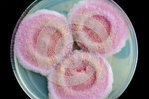 Fusarium fungi colonies on potato dextrose agar, photograph showing cottony texture and pigmentation. Causes keratitis photo