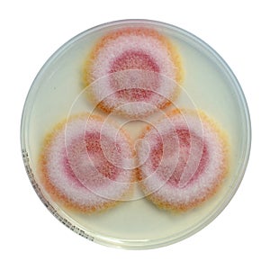 Fusarium fungi colonies on potato dextrose agar, photograph showing cottony texture and pigmentation. Causes keratitis photo