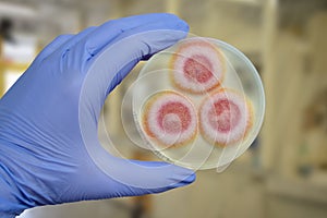 Fusarium fungi colonies on potato dextrose agar, photograph showing cottony texture and pigmentation. Causes keratitis photo