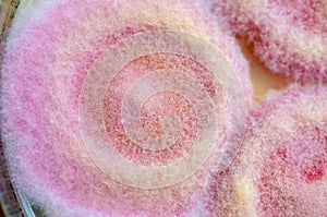 Fusarium fungi colonies on potato dextrose agar, photograph showing cottony texture and pigmentation. Causes keratitis photo