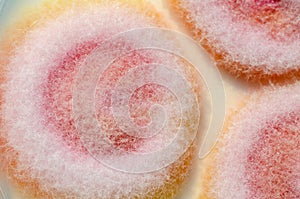 Fusarium fungi colonies on potato dextrose agar, photograph showing cottony texture and pigmentation. Causes keratitis photo