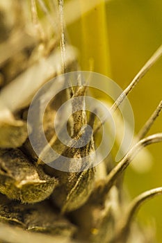 Fusarium head blight
