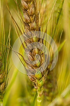 Fusarium head blight
