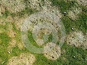 Fusarium patch disease