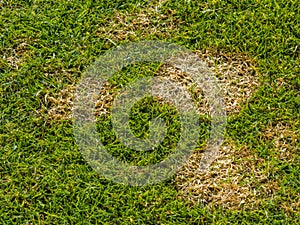 Fusarium patch lawn disease  - Microdochium nivale or snow mold