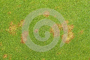 Fusarium Patch Michrodochium Nivale.