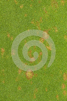 Fusarium Patch Michrodochium Nivale.