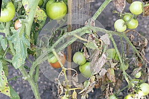 Fusarium wilt disease, damaged by disease and pests of tomato leaves