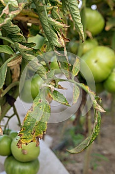 Fusarium wilt disease on tomato. damaged by disease and pests of tomato leaves