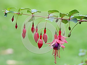 Fuschia photo