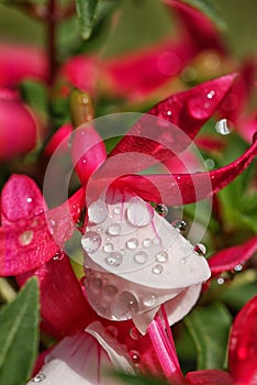 Fuschia, Bella Evita, coated with raindrops.