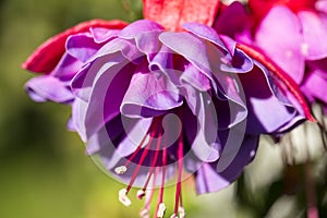 Fuschia close up