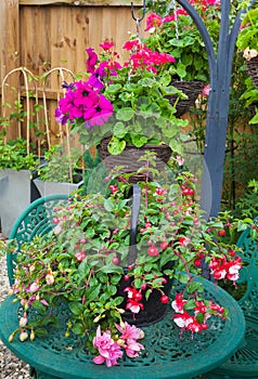 Fuschia container plant on garden table