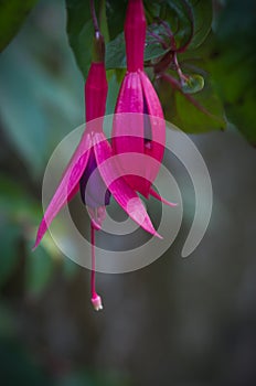 Fuschia Flower