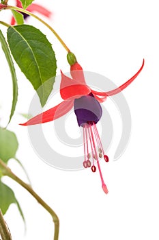 Fuschia flower photo
